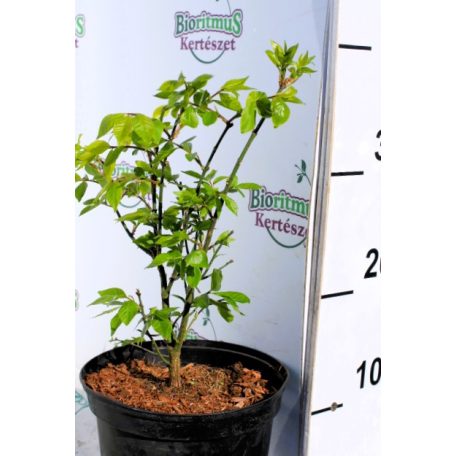 Törpe szárnyas kecskerágó Euonymus alatus Compactus C2