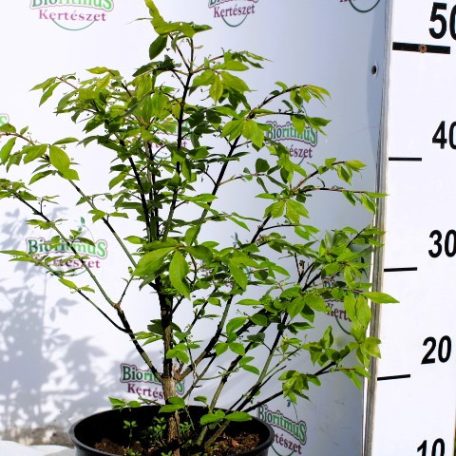 Szárnyas kecskerágó Euonymus alatus Fireball C3