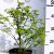 Szárnyas kecskerágó Euonymus alatus Fireball C3
