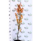 Oszlopos vérbükk Fagus sylvatica Dawyck Purple C7,5