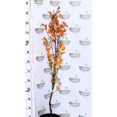 Oszlopos vérbükk Fagus sylvatica Dawyck Purple C7,5