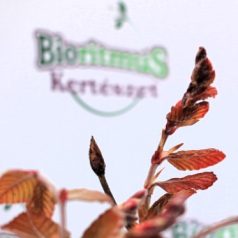 Oszlopos vérbükk Fagus sylvatica Dawyck Purple C7,5