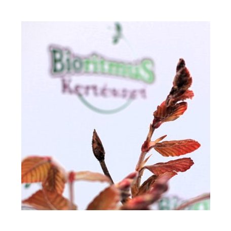 Oszlopos vérbükk Fagus sylvatica Dawyck Purple C7,5