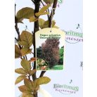 Oszlopos vérbükk Fagus sylvatica Dawyck Purple C7,5