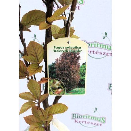Oszlopos vérbükk Fagus sylvatica Dawyck Purple C7,5