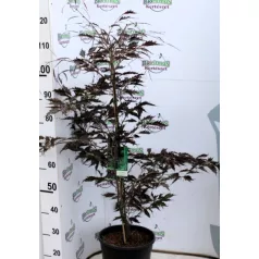   Csüngő vérbükk Fagus sylvatica Midnight Feather Verschuurfag C10
