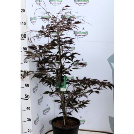 Csüngő vérbükk Fagus sylvatica Midnight Feather Verschuurfag C10