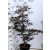 Csüngő vérbükk Fagus sylvatica Midnight Feather Verschuurfag C10