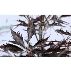  Csüngő vérbükk Fagus sylvatica Midnight Feather Verschuurfag C10