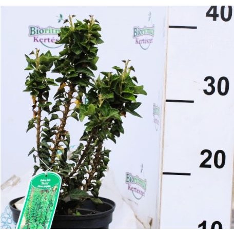 Álló borostyán (Oszlopos borostyán) Hedera helix Erecta C2