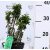 Álló borostyán (Oszlopos borostyán) Hedera helix Erecta C2