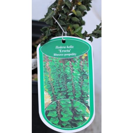 Álló borostyán (Oszlopos borostyán) Hedera helix Erecta C2