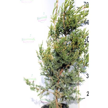 Oszlopos kínai boróka Juniperus chinensis Obelisk C2