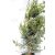 Oszlopos kínai boróka Juniperus chinensis Obelisk C2
