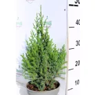 Kínai boróka Juniperus chinensis Stricta C2