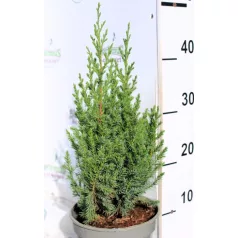Kínai boróka Juniperus chinensis Stricta C2