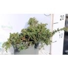 Közönséges terülő boróka Juniperus communis Green Carpet  C2