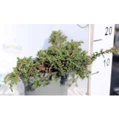   Közönséges terülő boróka Juniperus communis Green Carpet  C2
