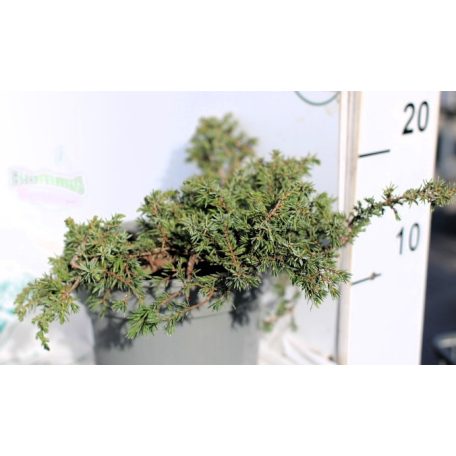 Közönséges terülő boróka Juniperus communis Green Carpet  C2