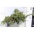 Közönséges terülő boróka Juniperus communis Green Carpet  C2