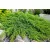 Közönséges terülő boróka Juniperus communis Green Carpet  C2