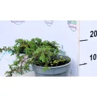 Közönséges terülő boróka Juniperus communis Green Carpet  C2