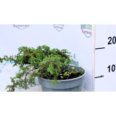   Közönséges terülő boróka Juniperus communis Green Carpet  C2