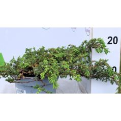 Közönséges boróka Juniperus communis Greenmantle C2