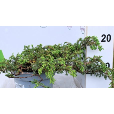 Közönséges boróka Juniperus communis Greenmantle C2
