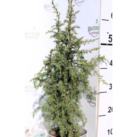 Közönséges oszlopos boróka Juniperus communis Suecica C2