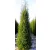 Közönséges oszlopos boróka Juniperus communis Suecica C2