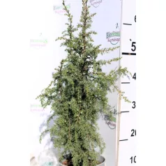 Közönséges oszlopos boróka Juniperus communis Suecica C2