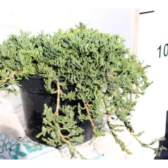   Kék terülő henyeboróka Juniperus horizontalis Icee Blue Monber