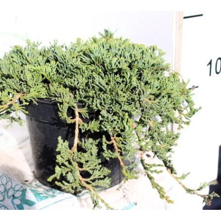 Kék terülő henyeboróka Juniperus horizontalis Icee Blue Monber