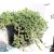 Kék terülő henyeboróka Juniperus horizontalis Icee Blue Monber
