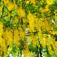 Aranyeső Laburnum anagyroides C2