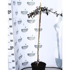   Csüngő ágú vörös levelű díszalma Malus baccata Purpurea Pendula C7-10