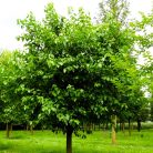 Fehér eperfa Morus alba C4,5