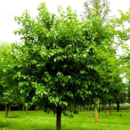 Fehér eperfa Morus alba C4,5