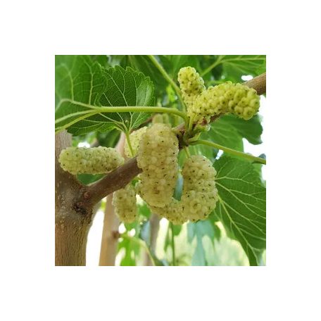 Fehér eperfa Morus alba C4,5