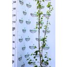 Fehér eperfa Morus alba C4,5