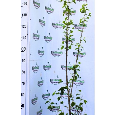 Fehér eperfa Morus alba C4,5