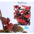 Hólyagvessző, Bangitalevelű hólyagvessző Physocarpus opulifolius Andre C2