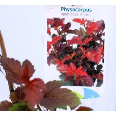   Bangitalevelű hólyagvessző Physocarpus opulifolius Andre C2