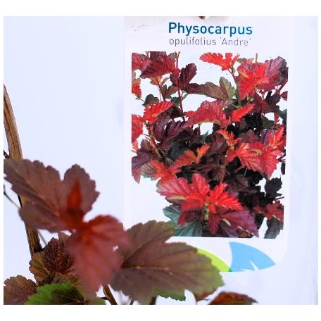 Bangitalevelű hólyagvessző Physocarpus opulifolius Andre C2