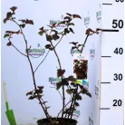 Hólyagvessző, Bangitalevelű hólyagvessző Physocarpus opulifolius Andre C2