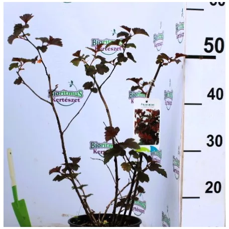 Hólyagvessző, Bangitalevelű hólyagvessző Physocarpus opulifolius Andre C2