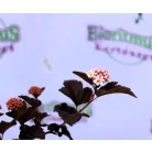 Hólyagvessző, Bangitalevelű hólyagvessző Physocarpus op. Lady in Red Tuilad C2