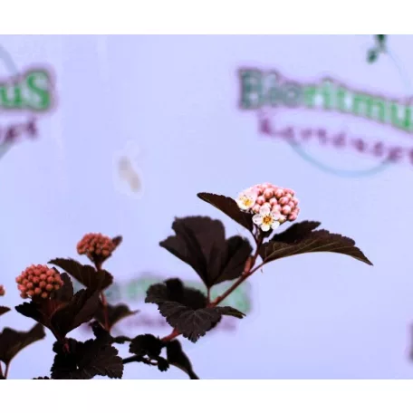 Hólyagvessző, Bangitalevelű hólyagvessző Physocarpus op. Lady in Red Tuilad C2