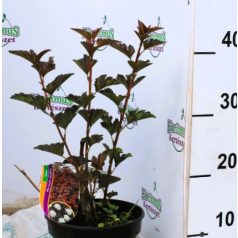   Bordó levelű hólyagvessző Physocarpus opulifolius Red Baron C2